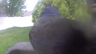 common grackle