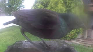 common grackle