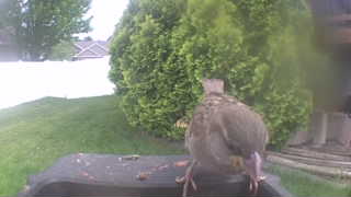 american robin