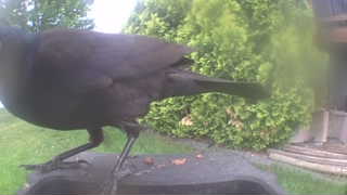 american crow