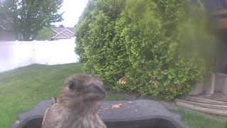 sharp-shinned hawk