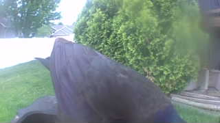 common grackle