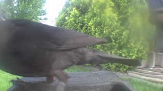 common grackle