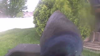 common grackle