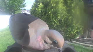 mourning dove