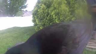 american crow