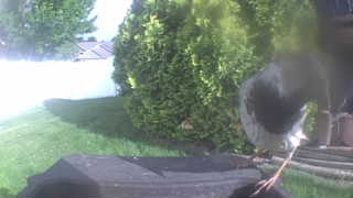 american robin