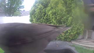 american robin