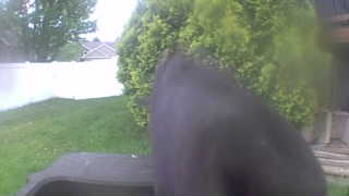 Unidentified clip