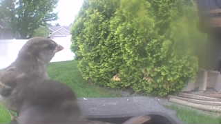 house sparrow