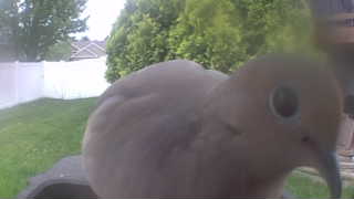 mourning dove