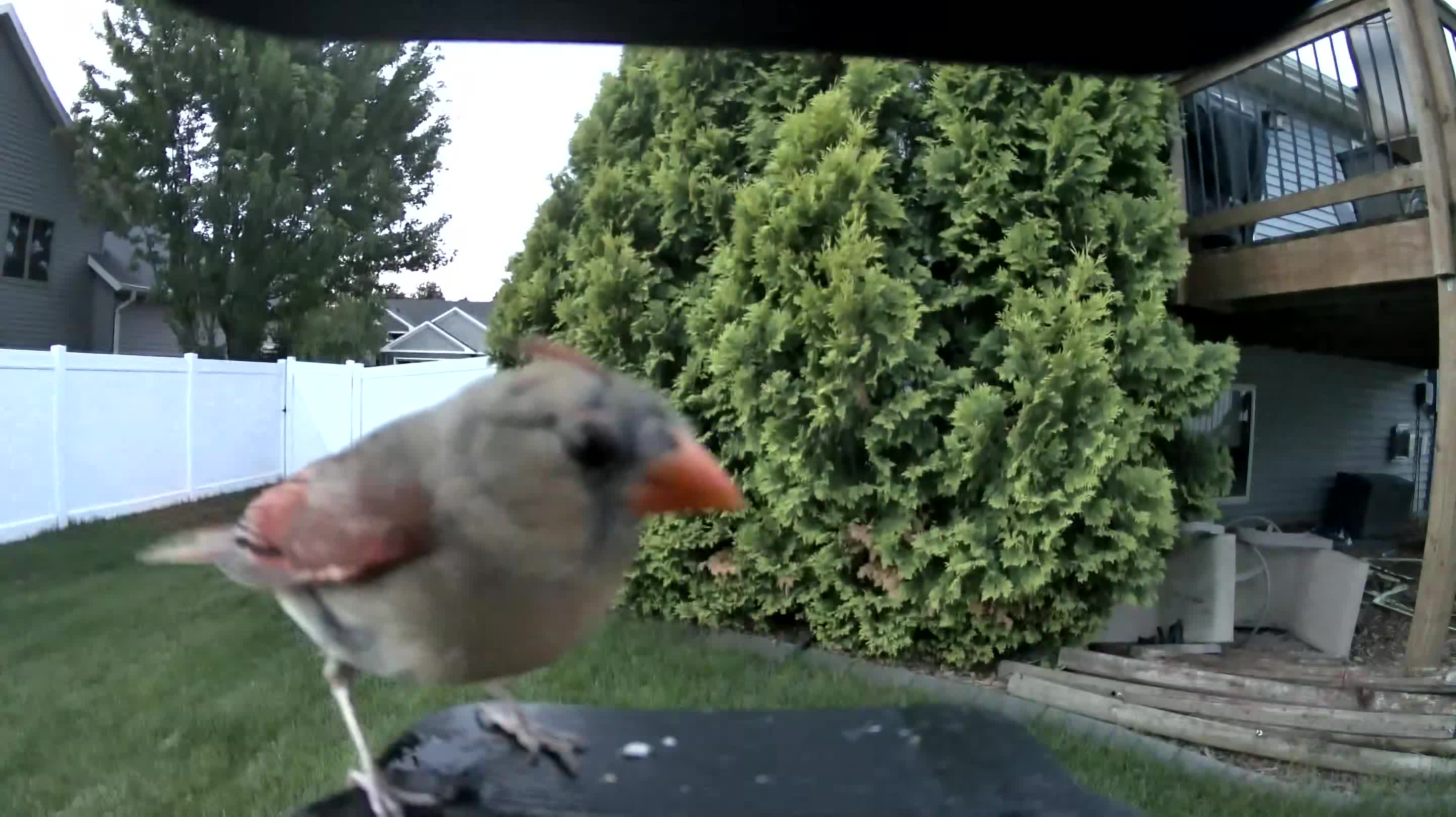 northern cardinal