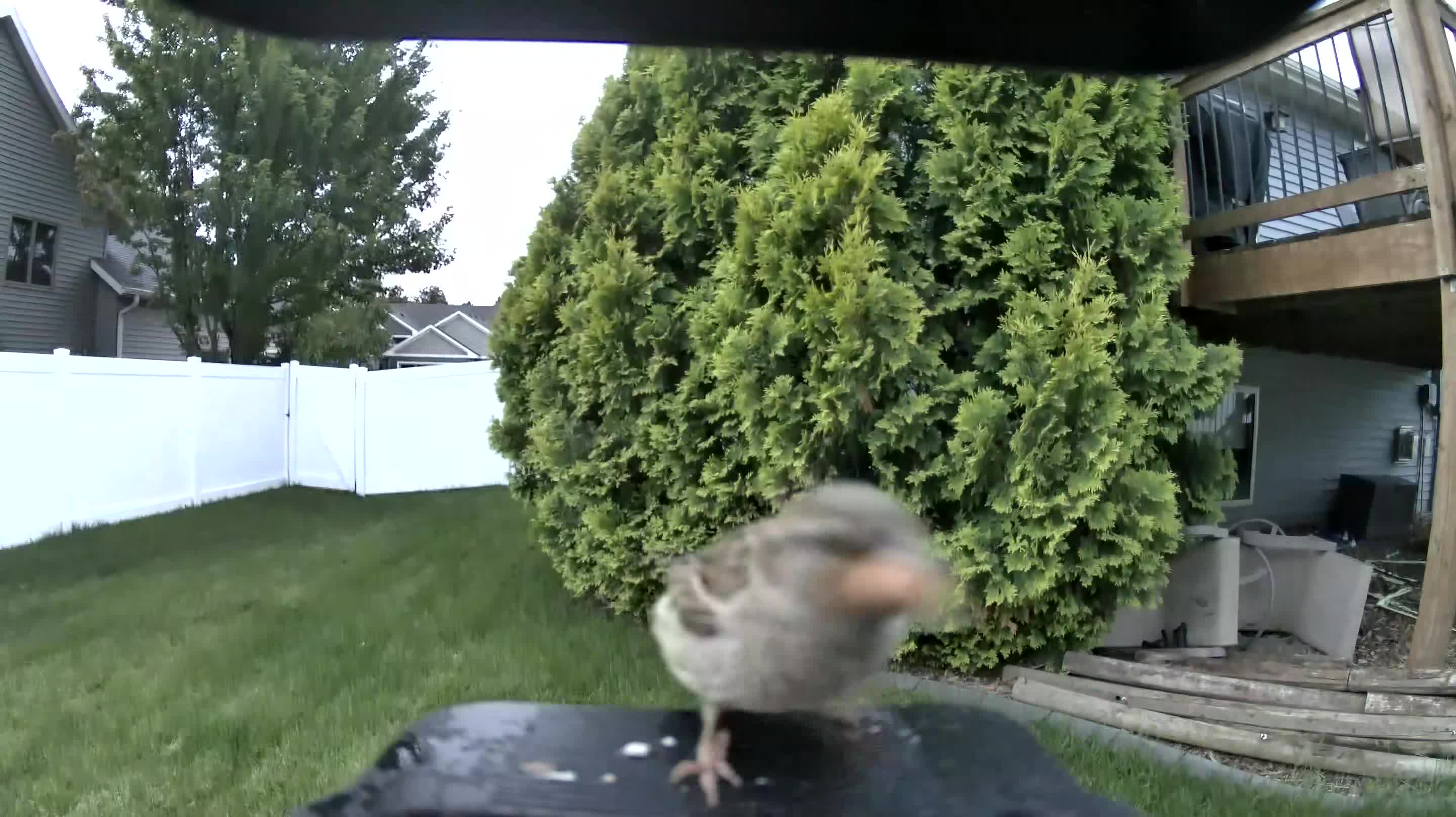 house sparrow
