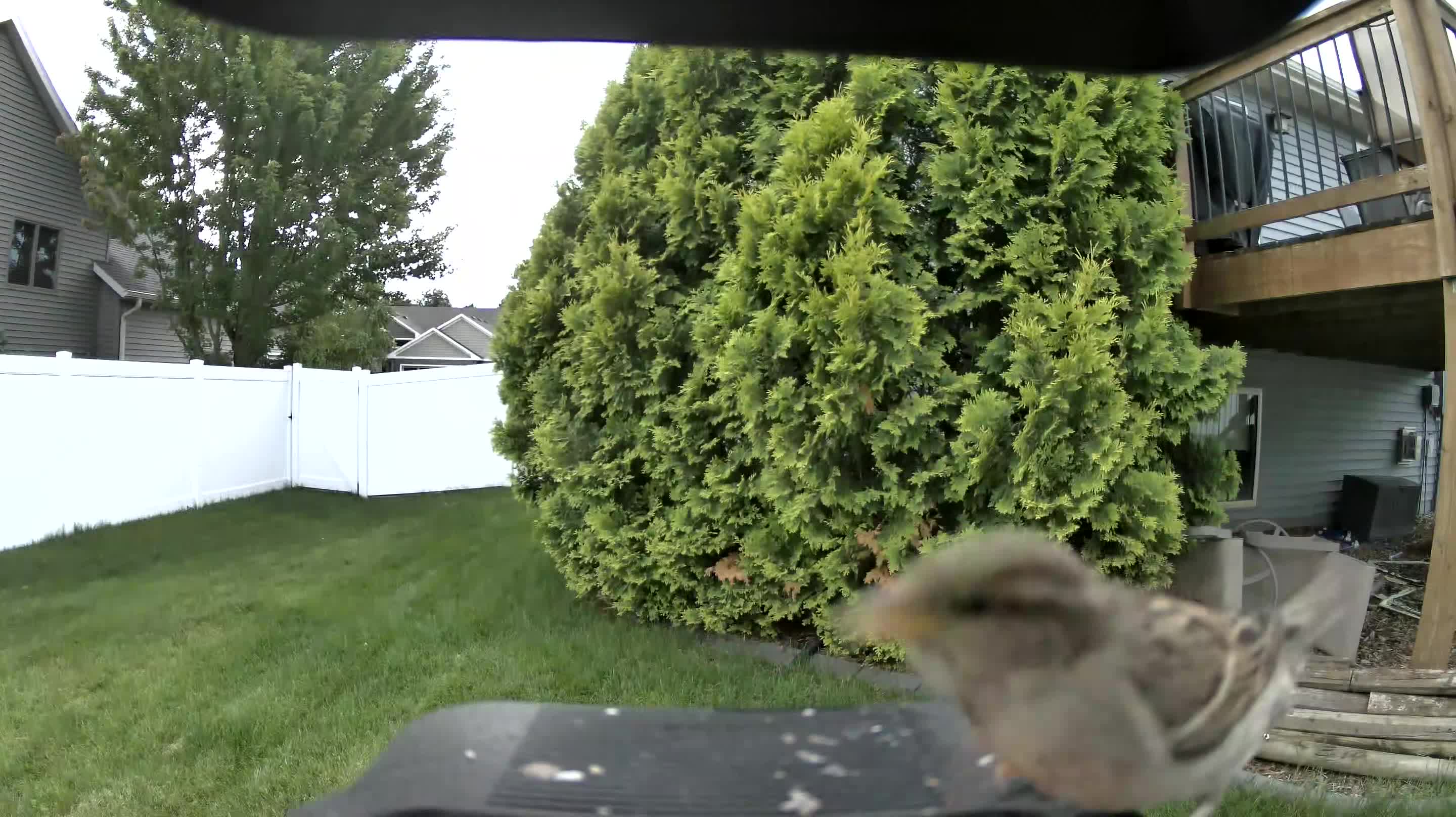 unknown bird