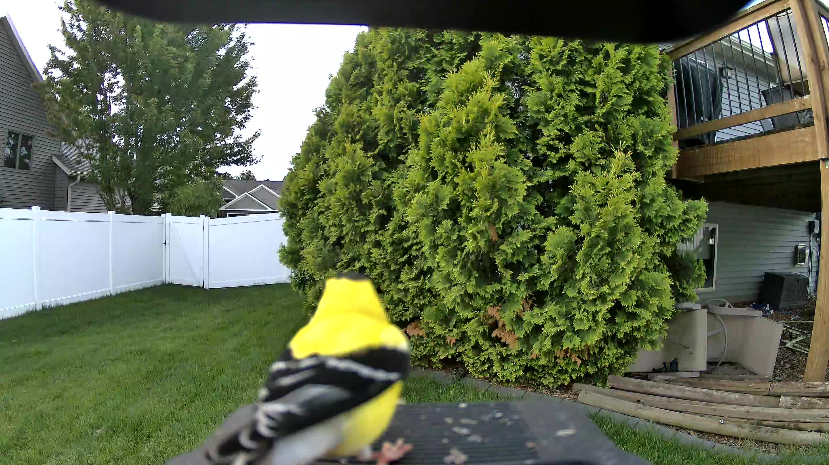 american goldfinch