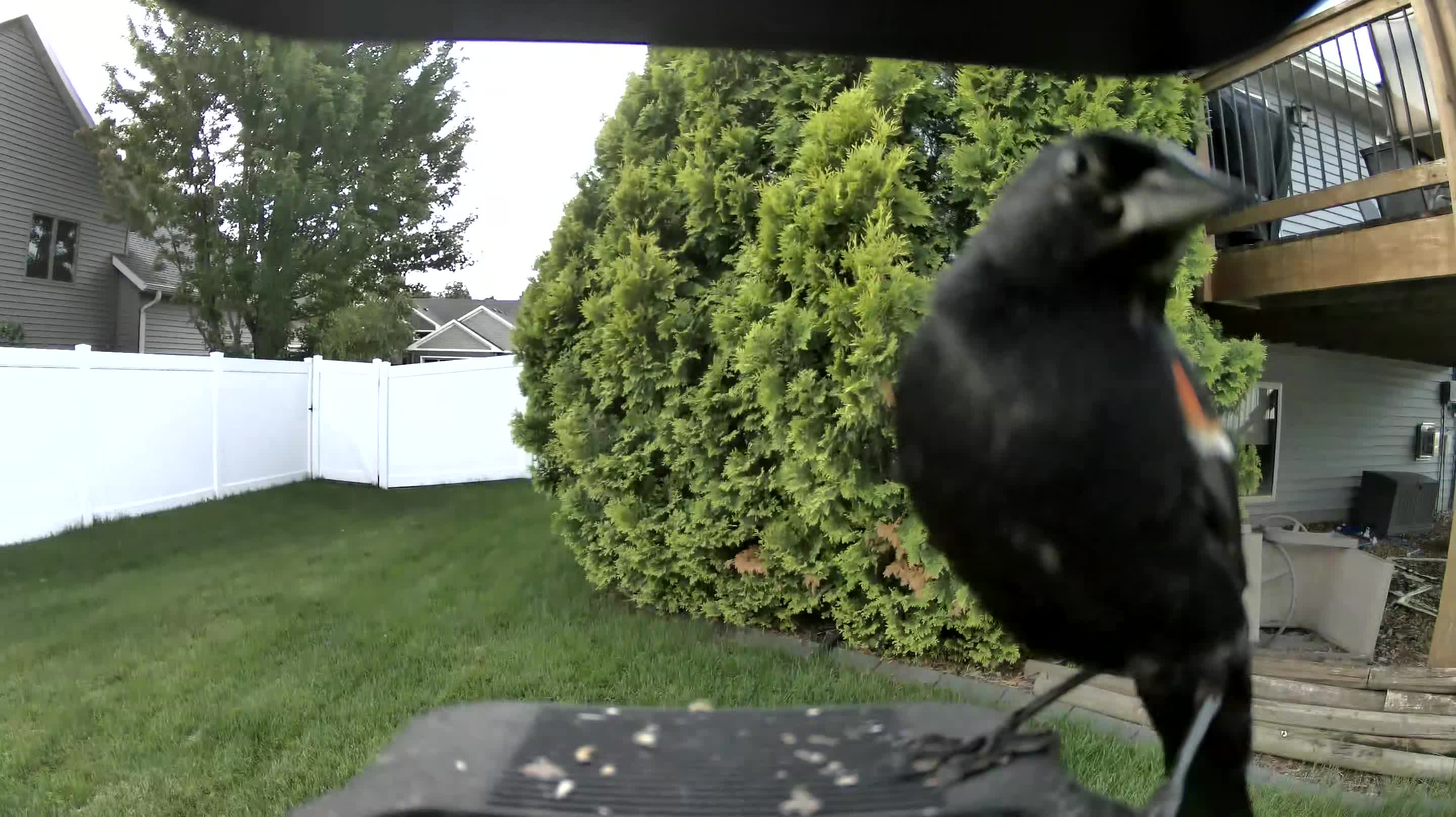 red-winged blackbird
