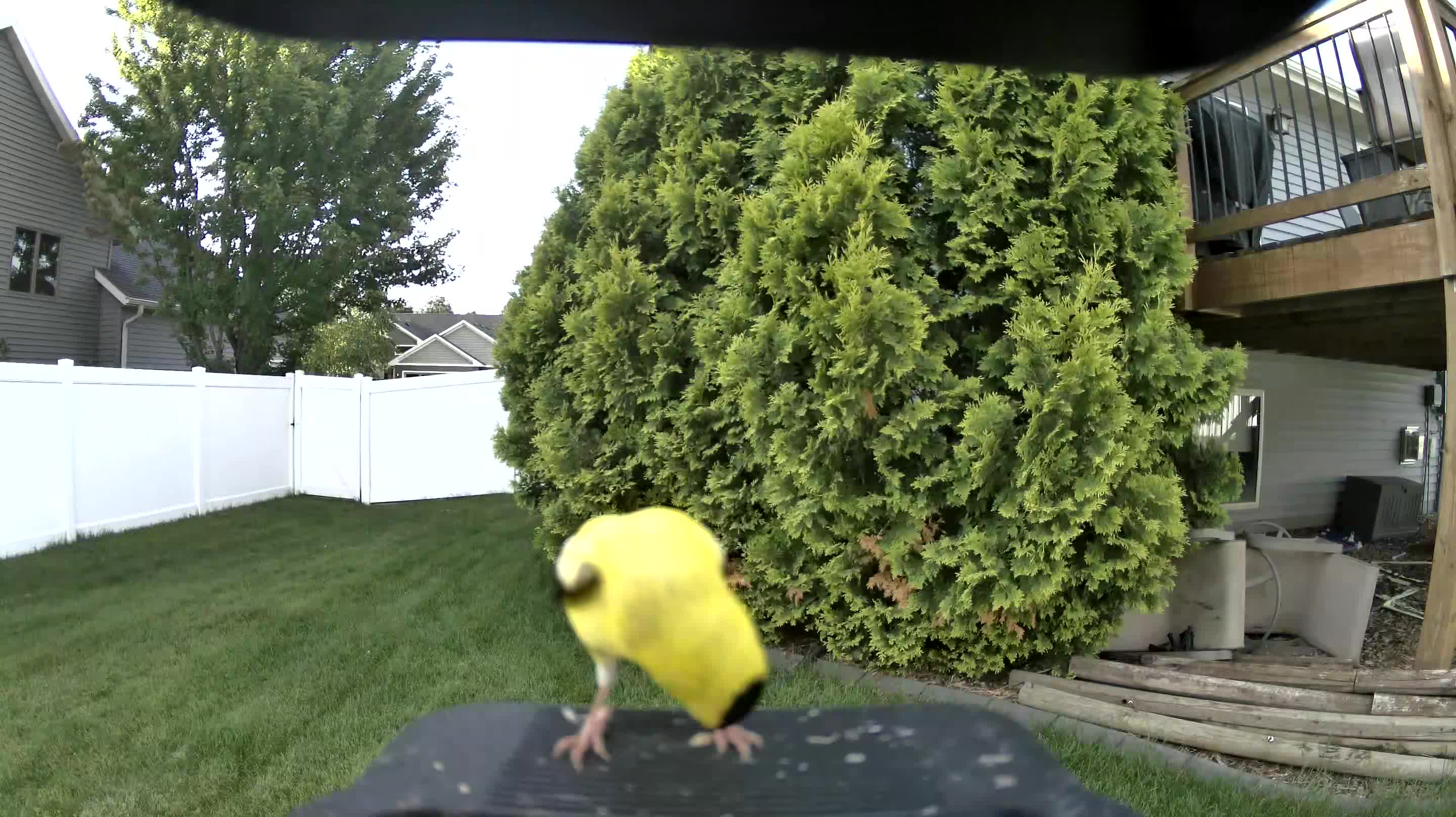 american goldfinch