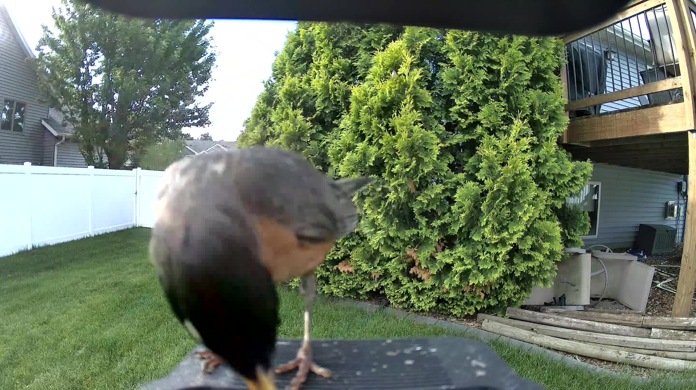 american robin