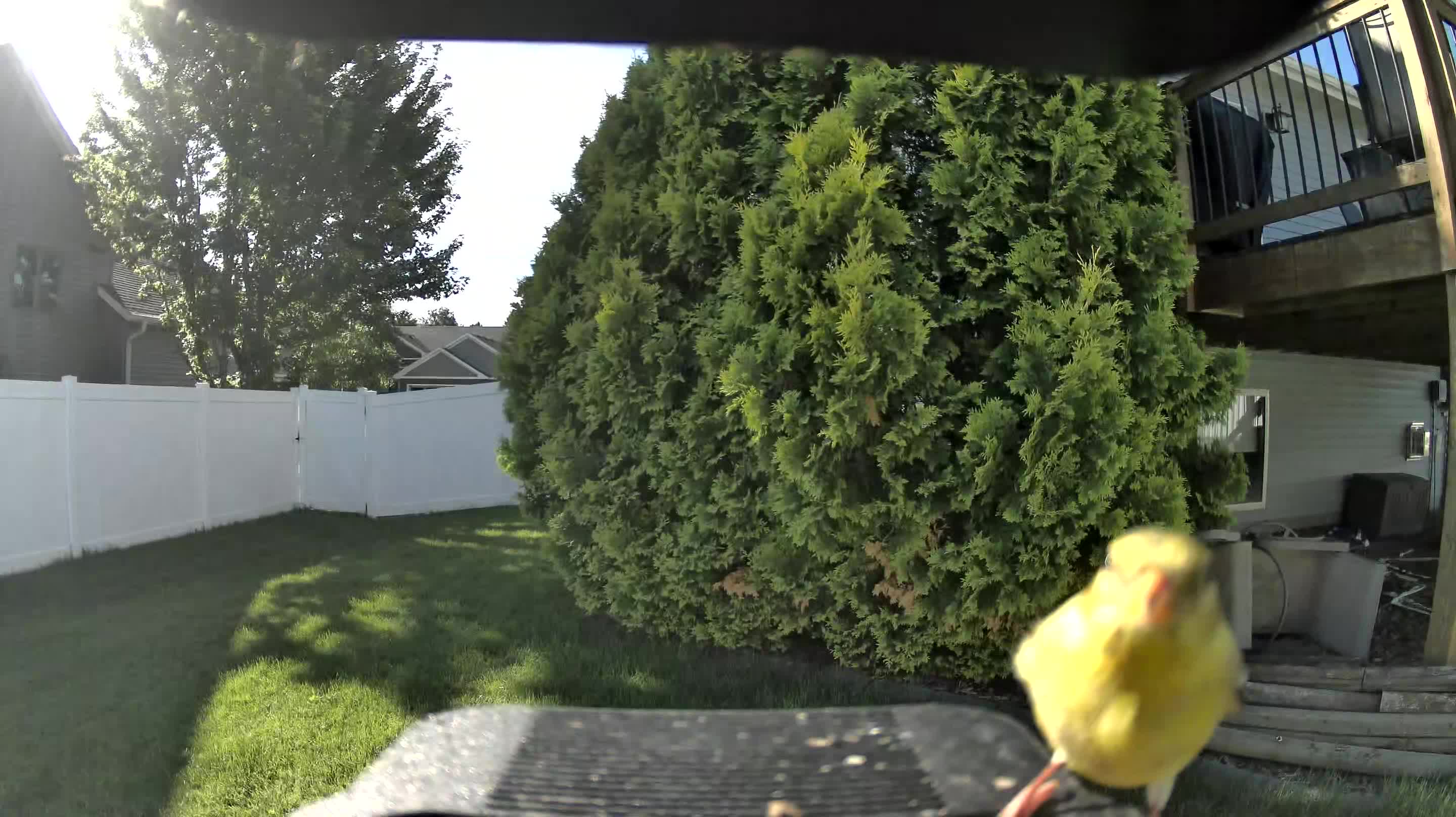 american goldfinch