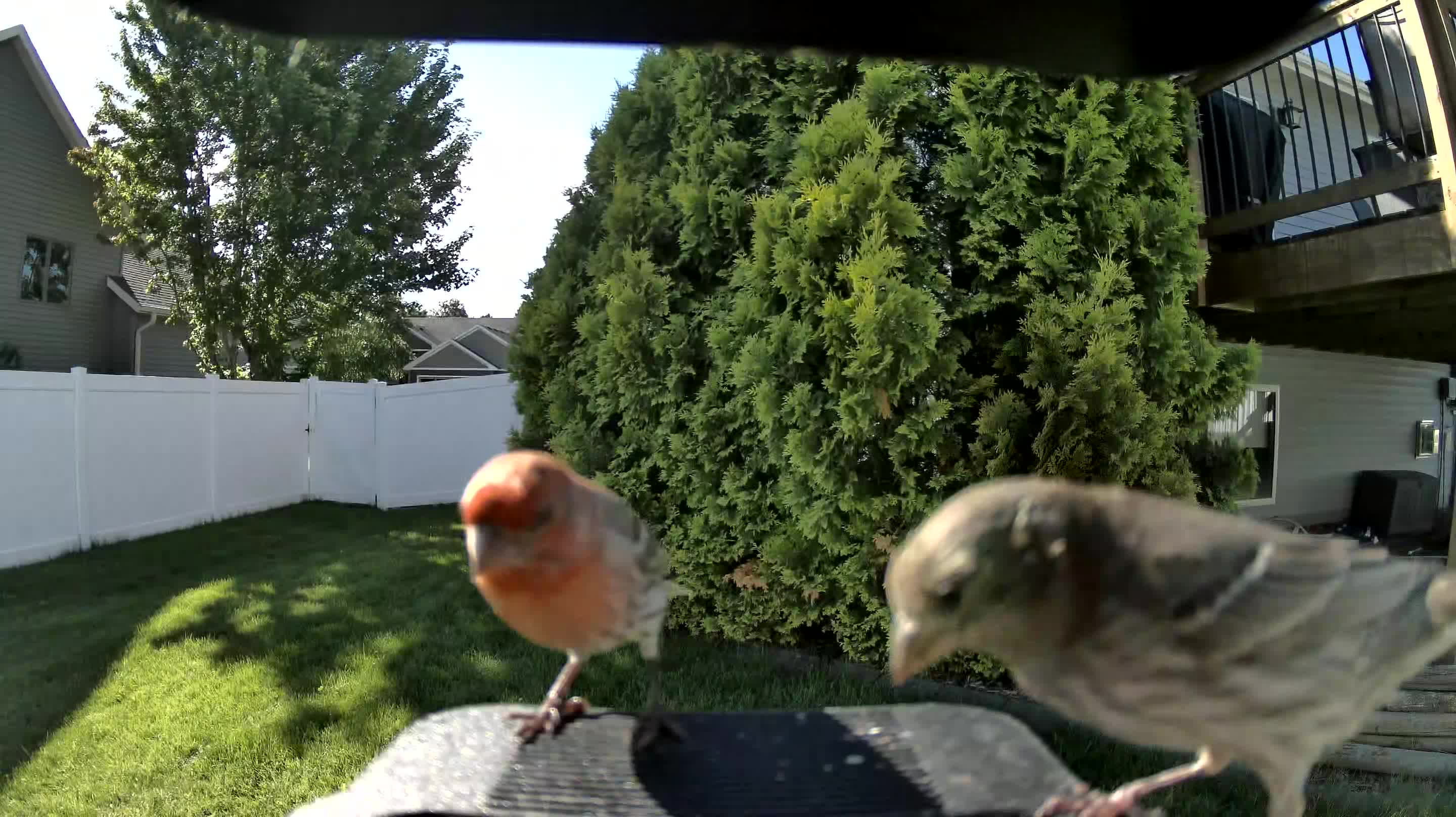 house finch