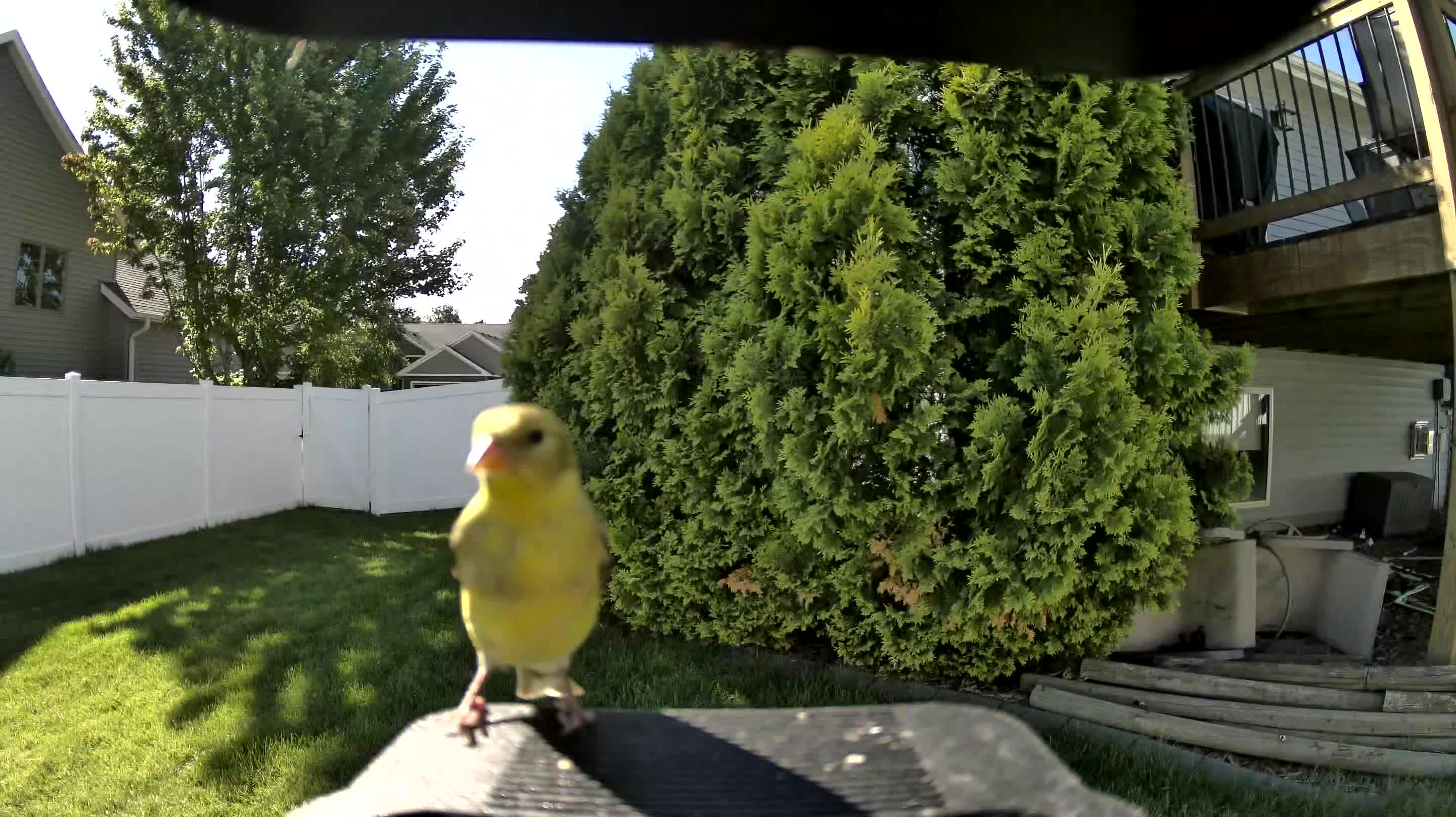 canary