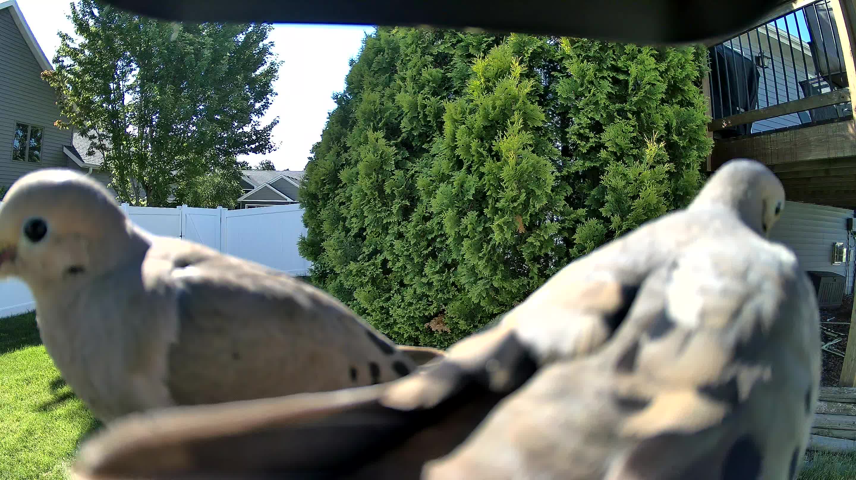 mourning dove