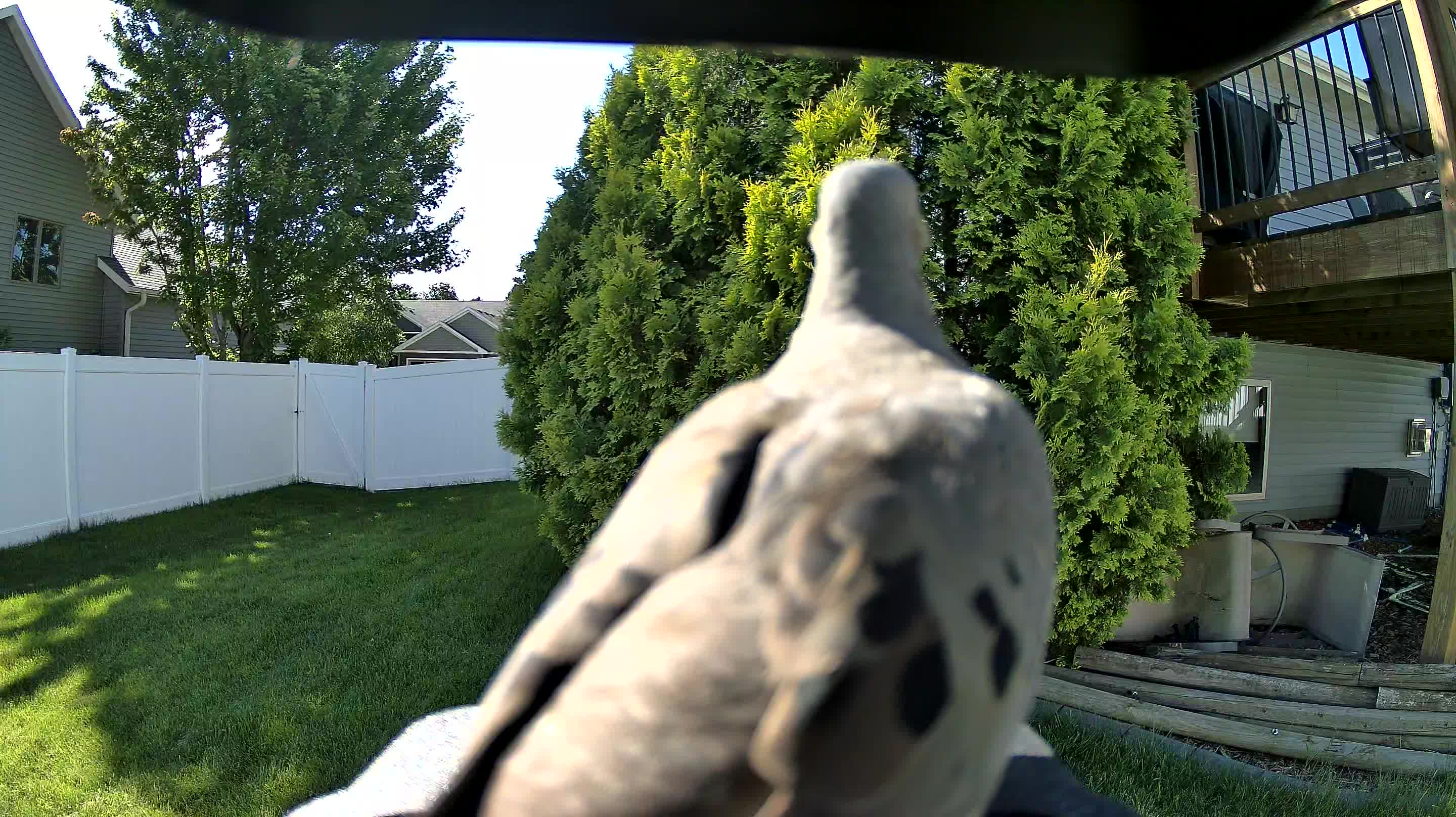 mourning dove