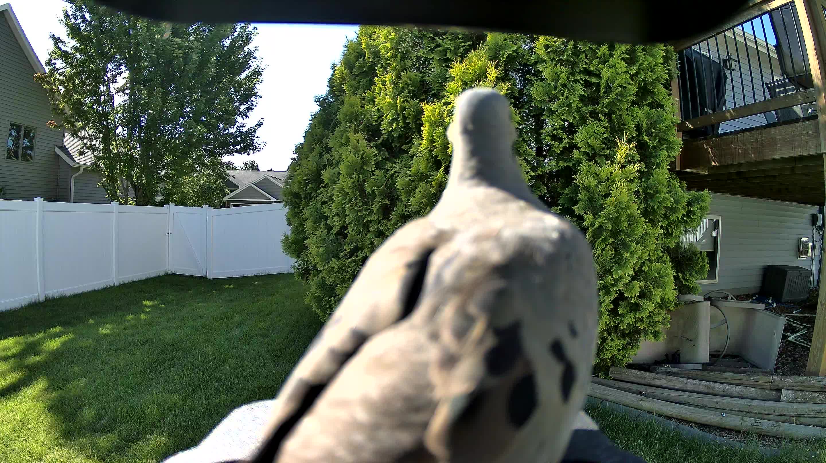 mourning dove