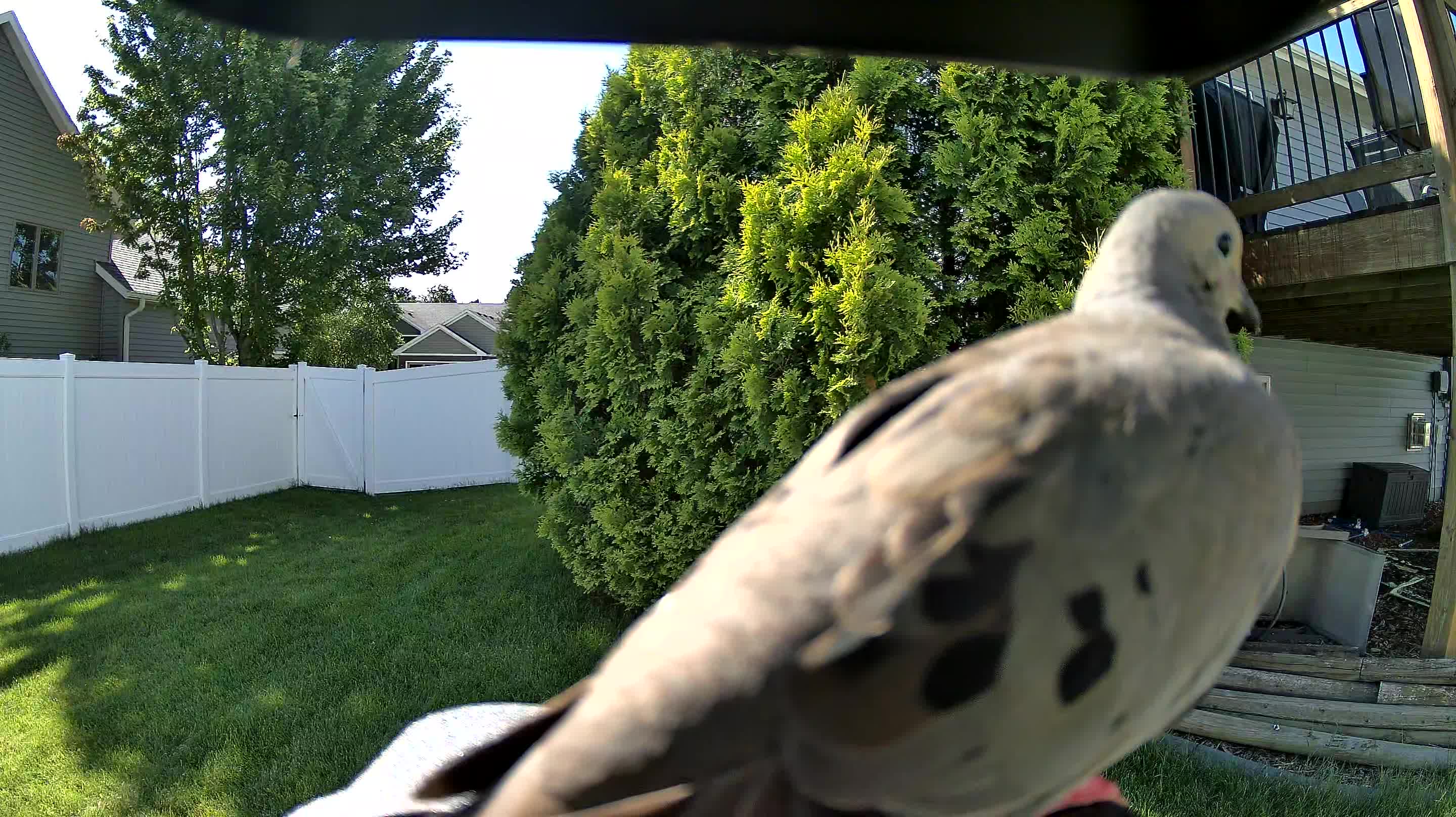 mourning dove