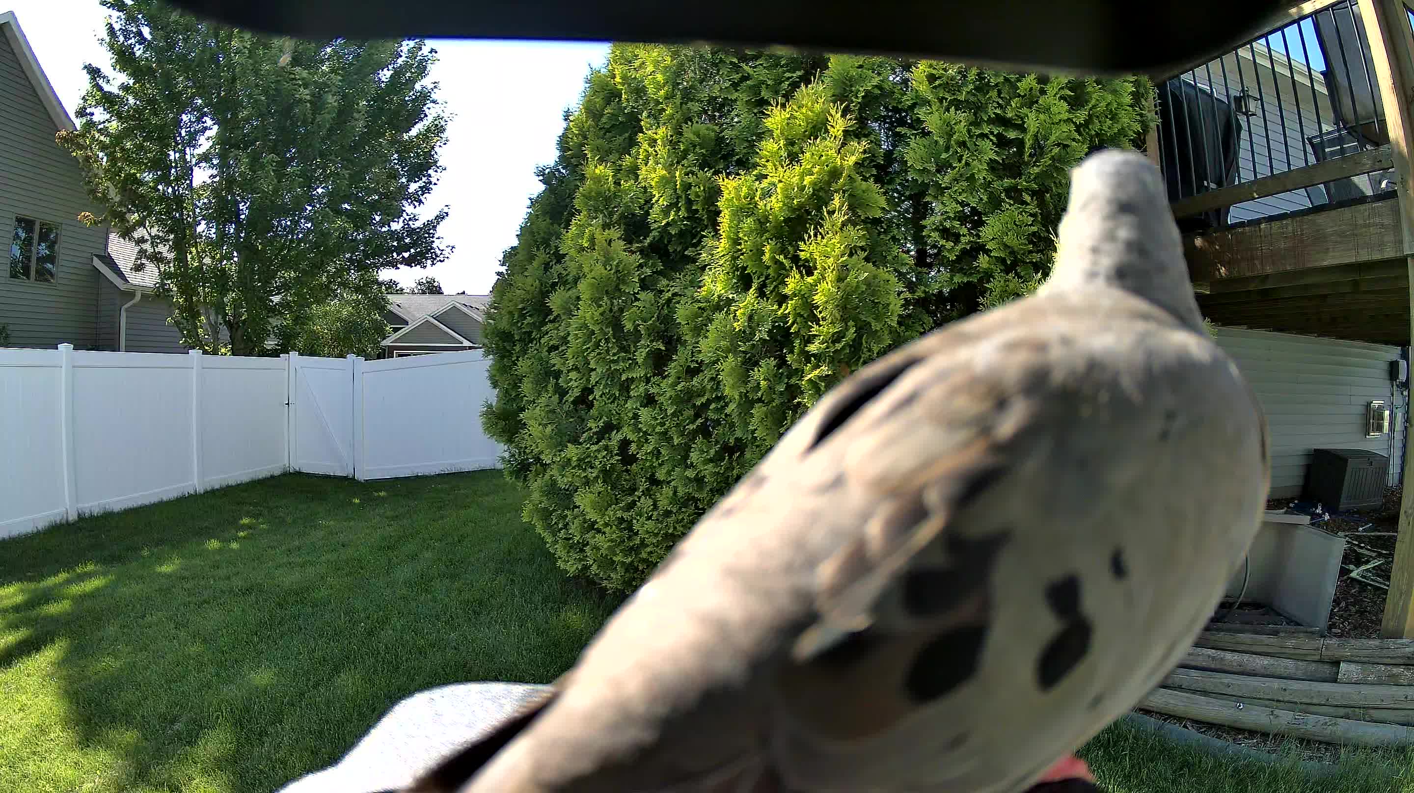 mourning dove