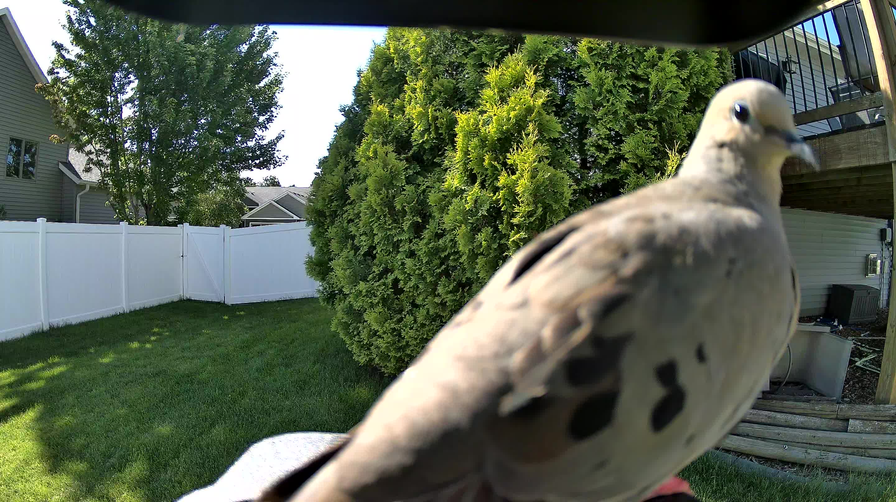 mourning dove