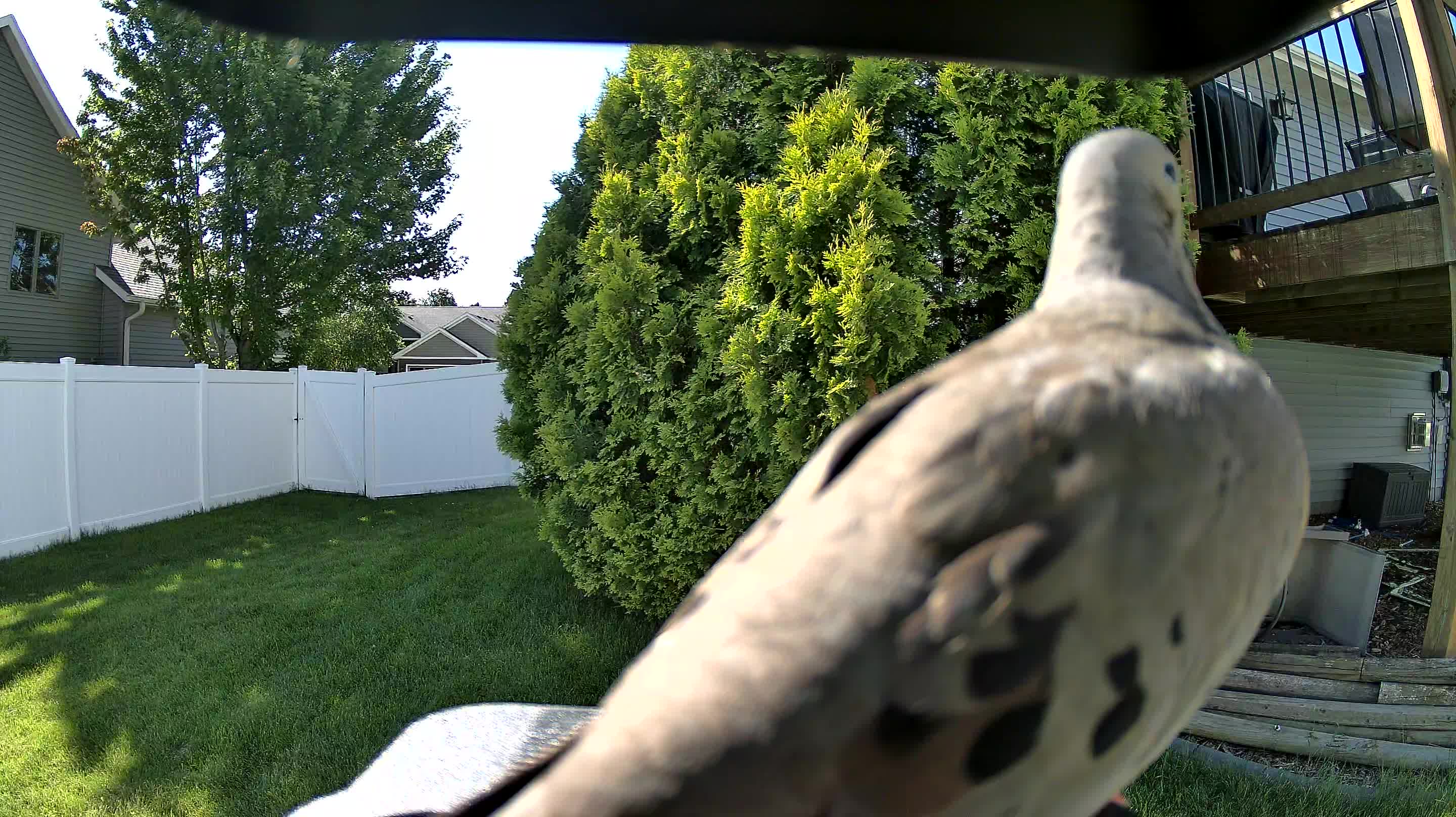 mourning dove