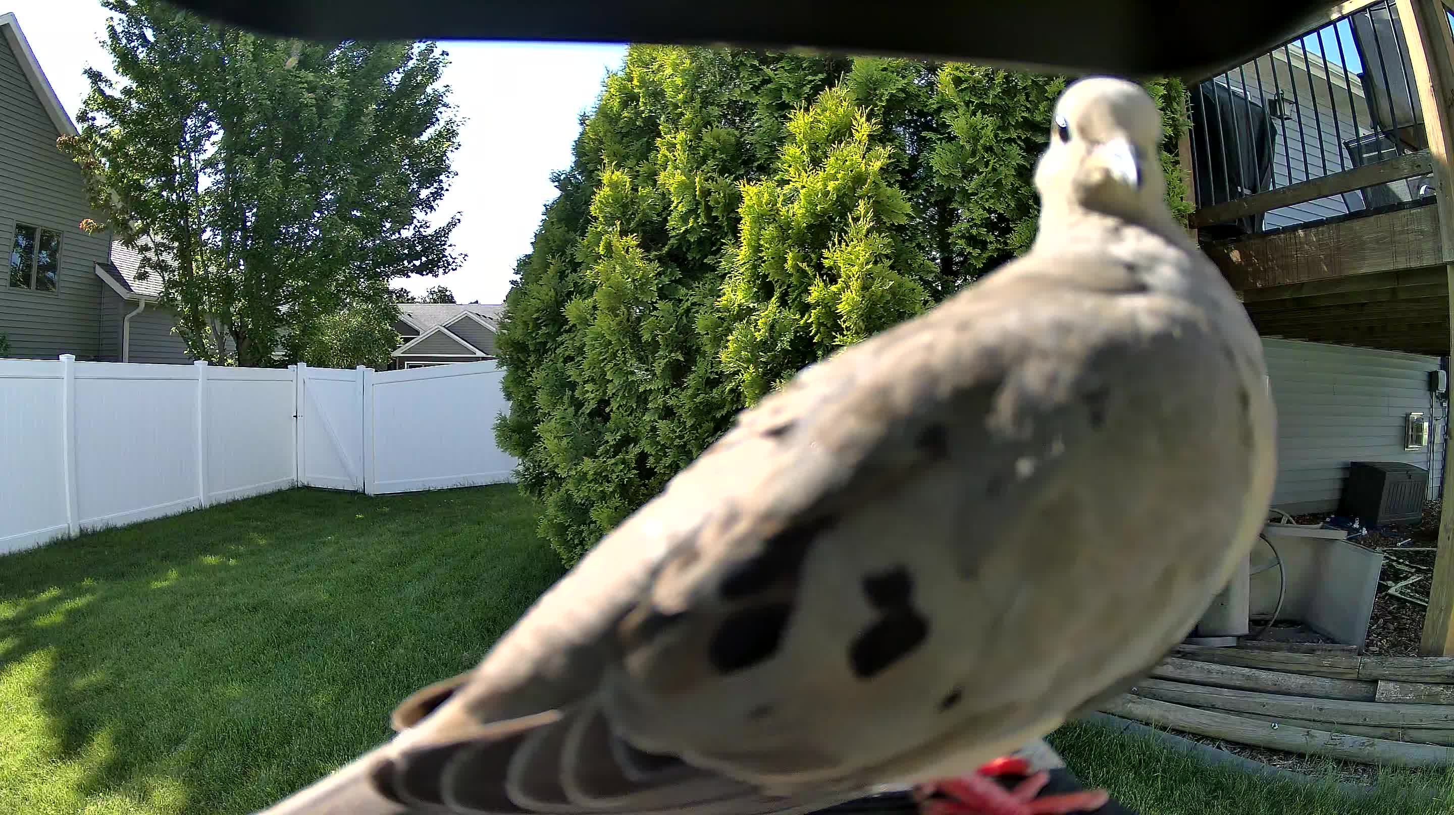mourning dove