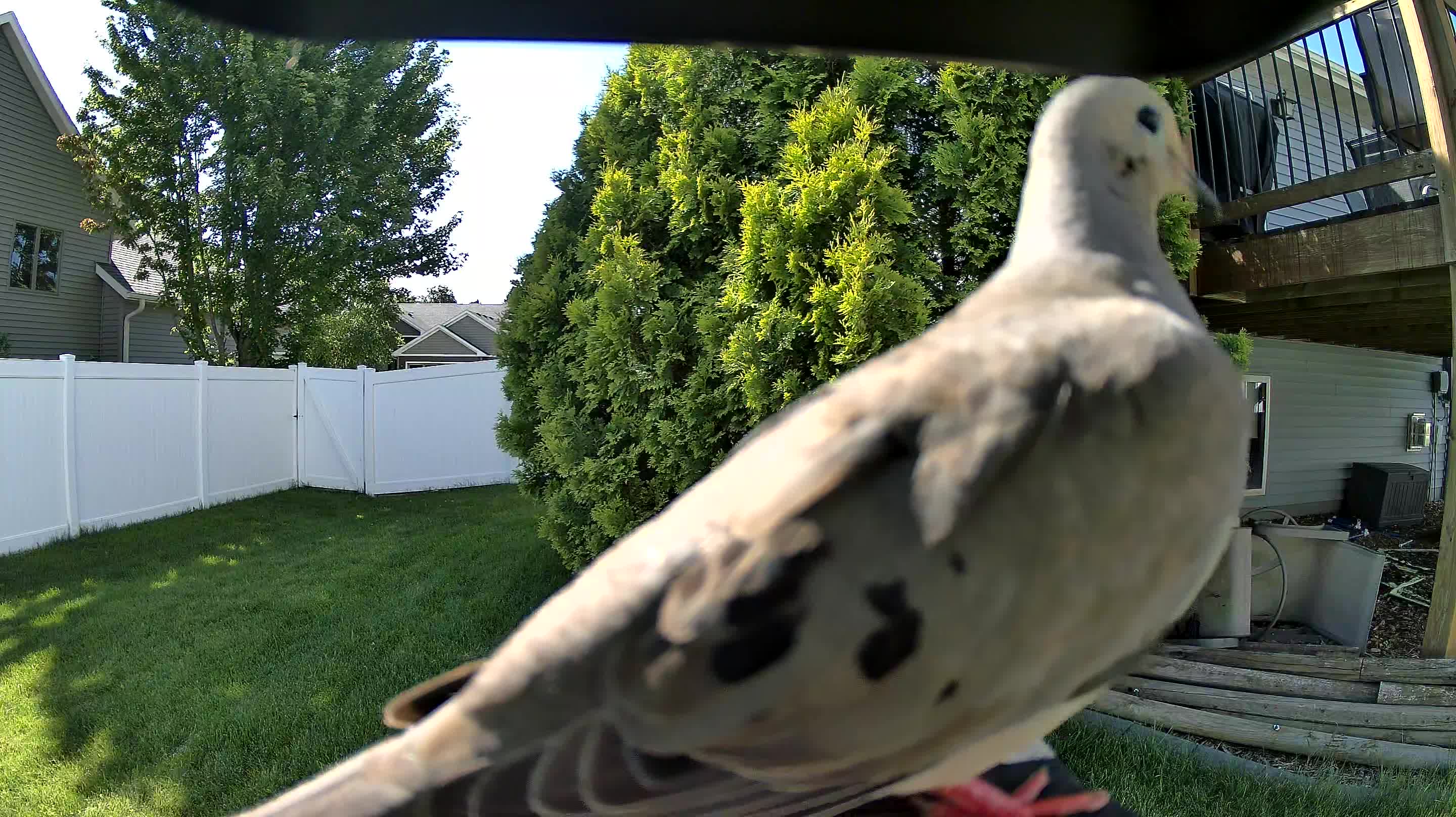mourning dove