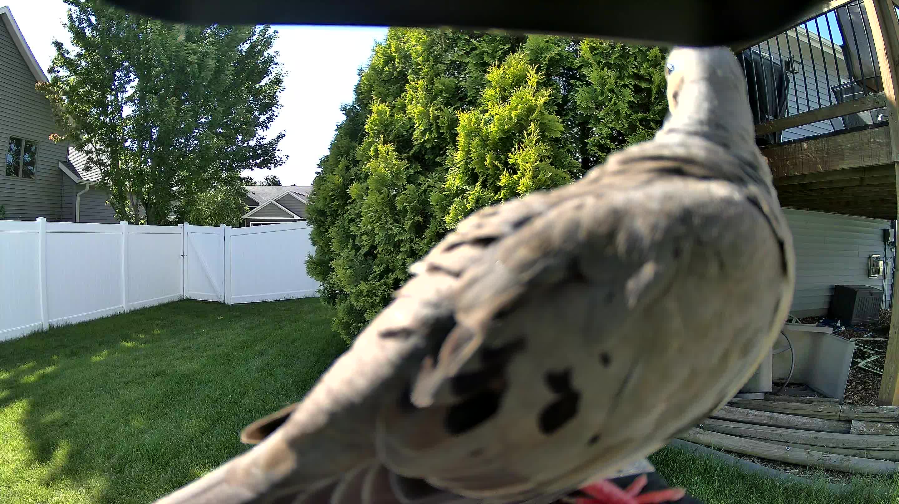 mourning dove