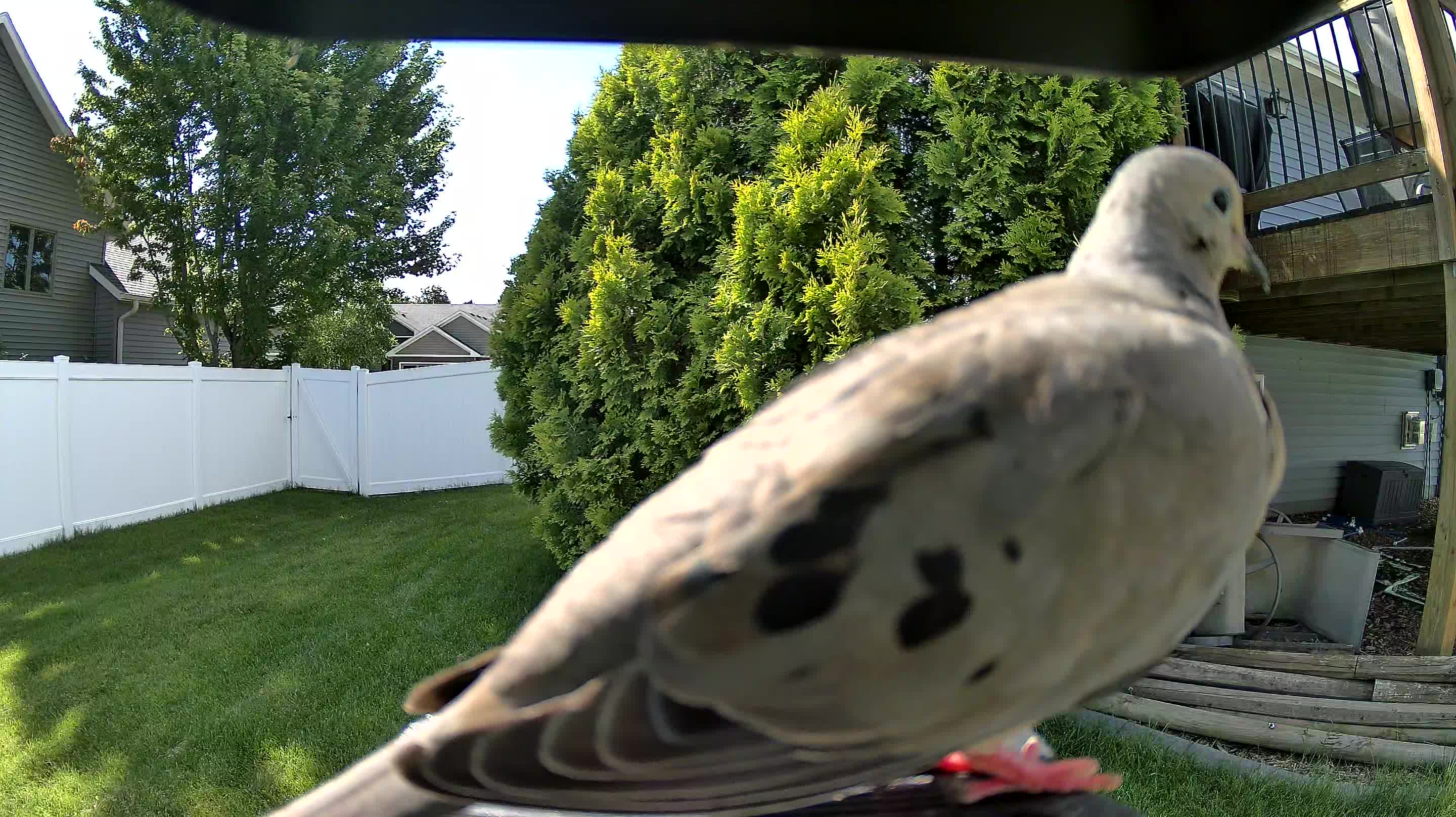 mourning dove