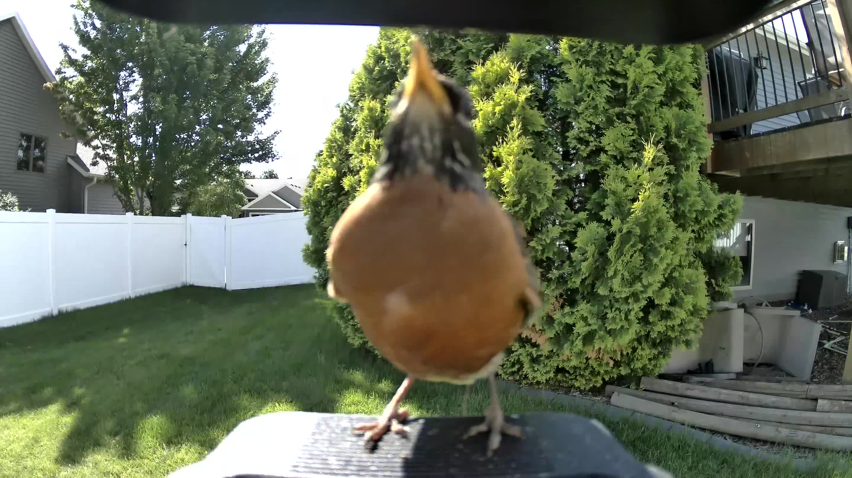 american robin