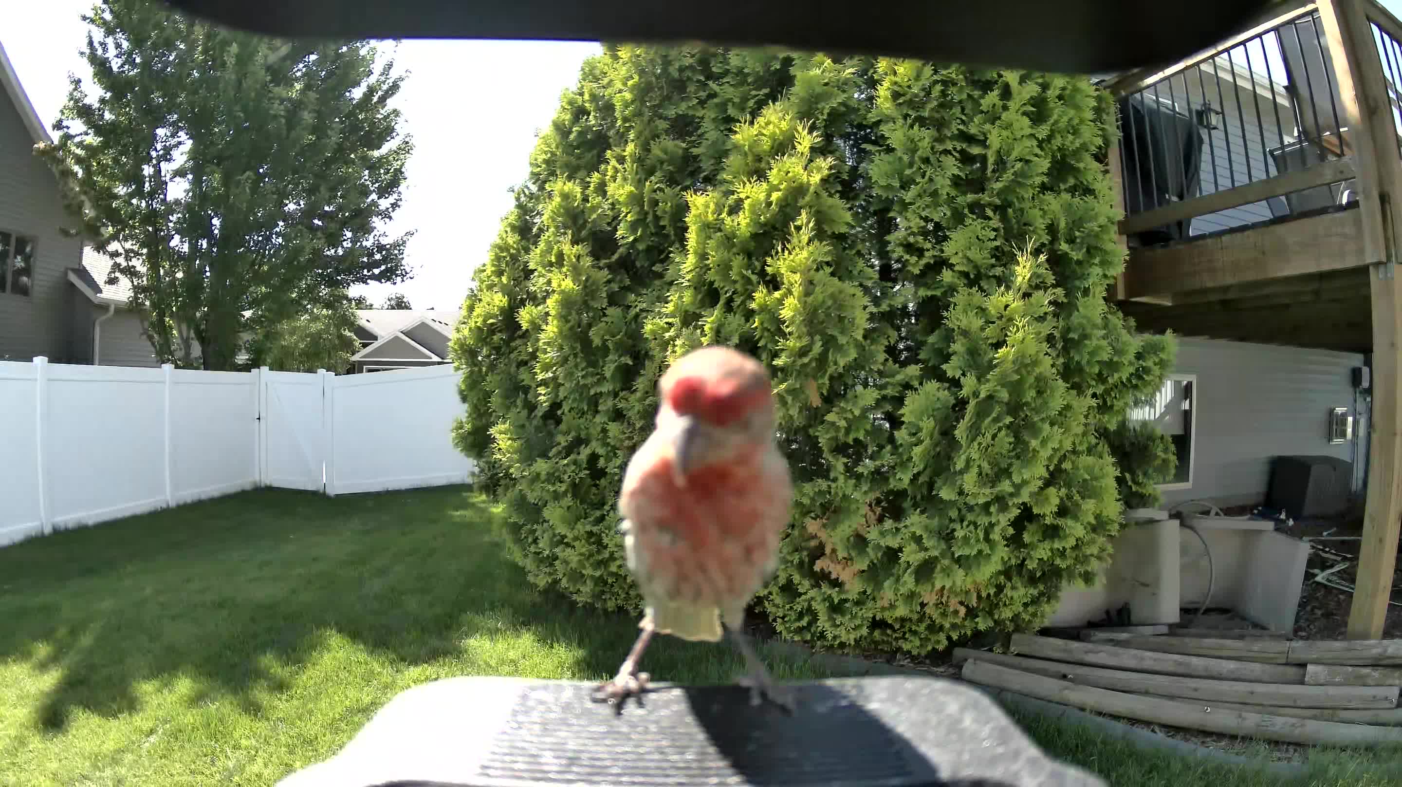 house finch