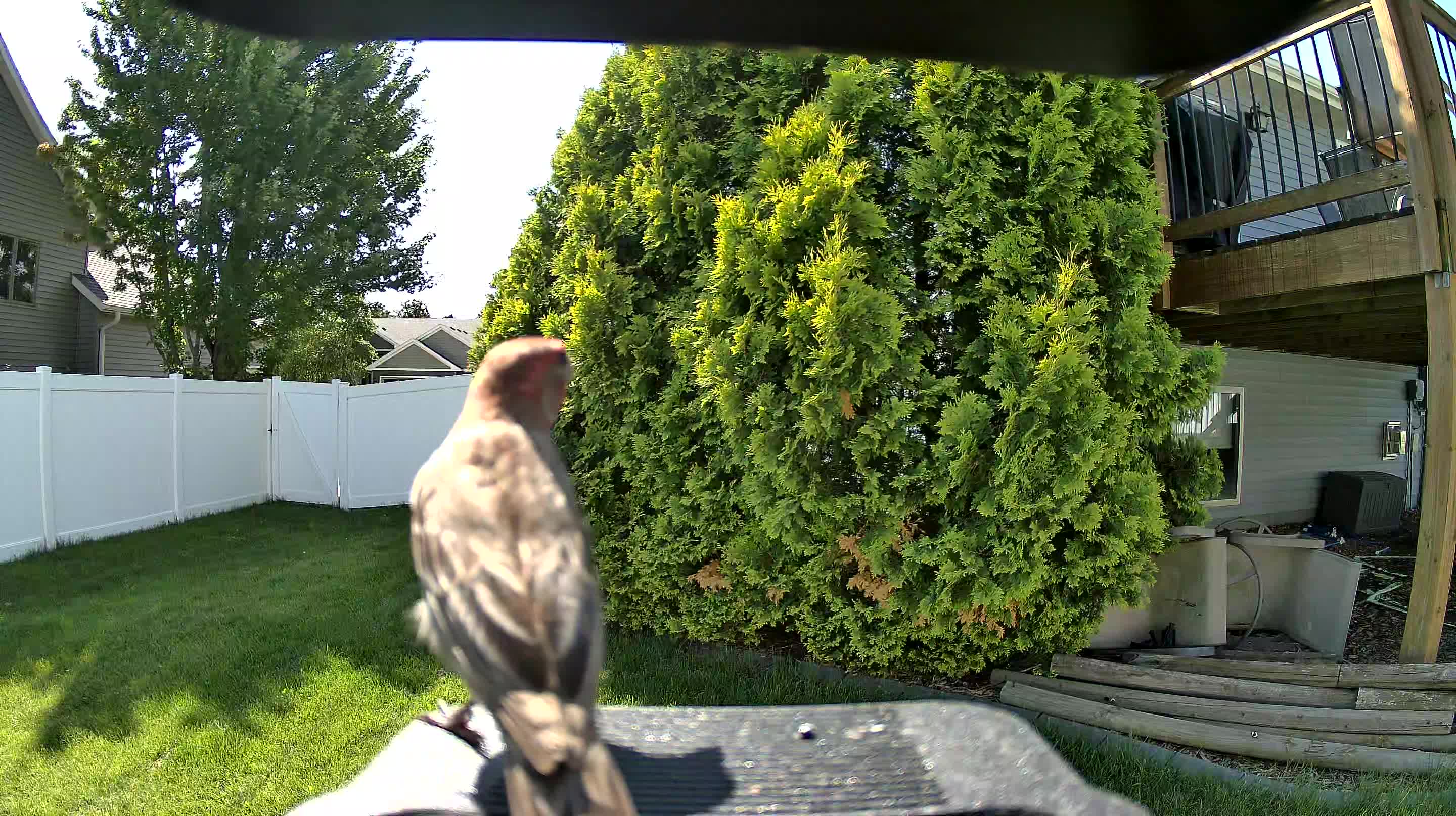 house finch