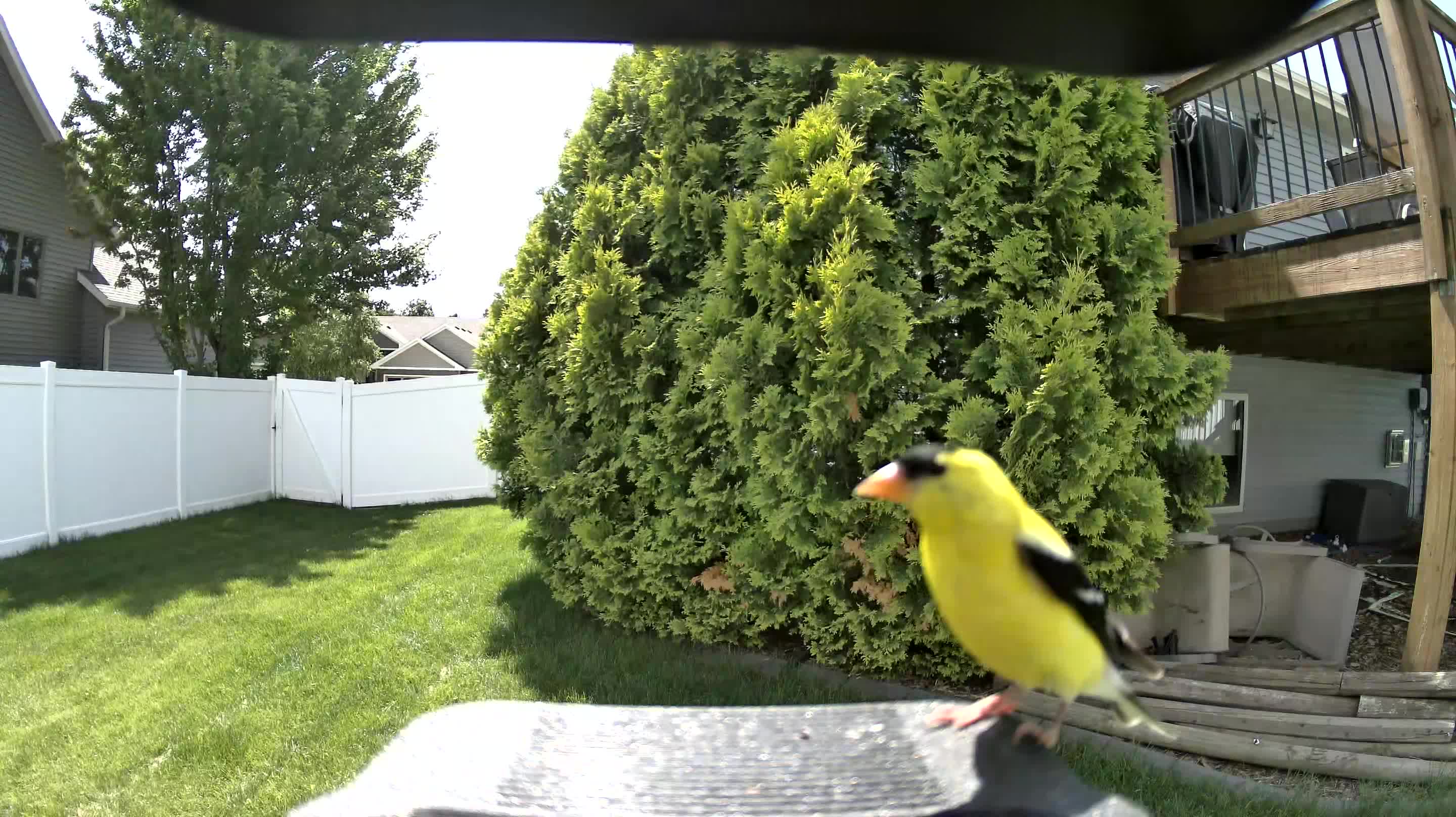 american goldfinch
