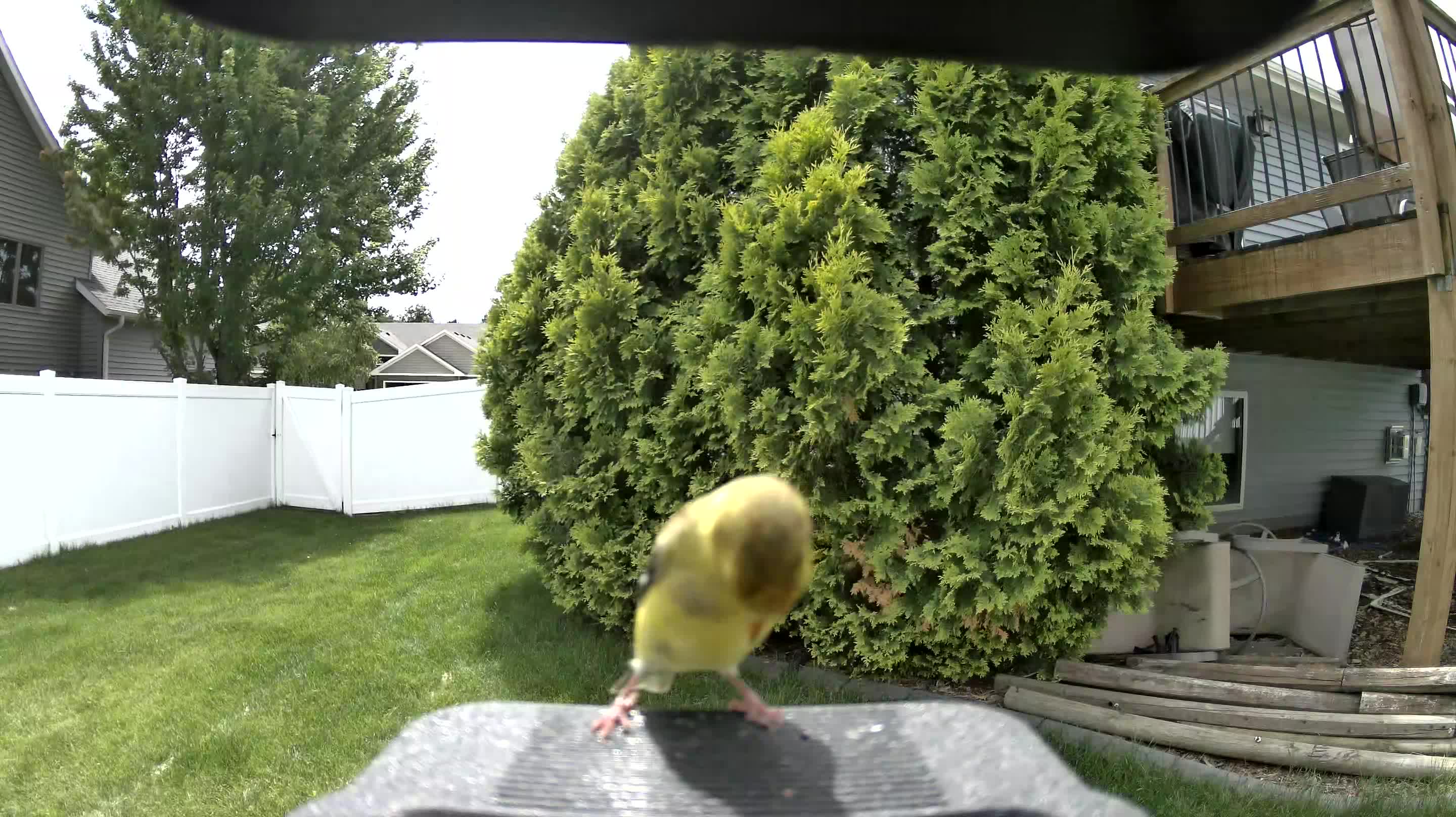 american goldfinch