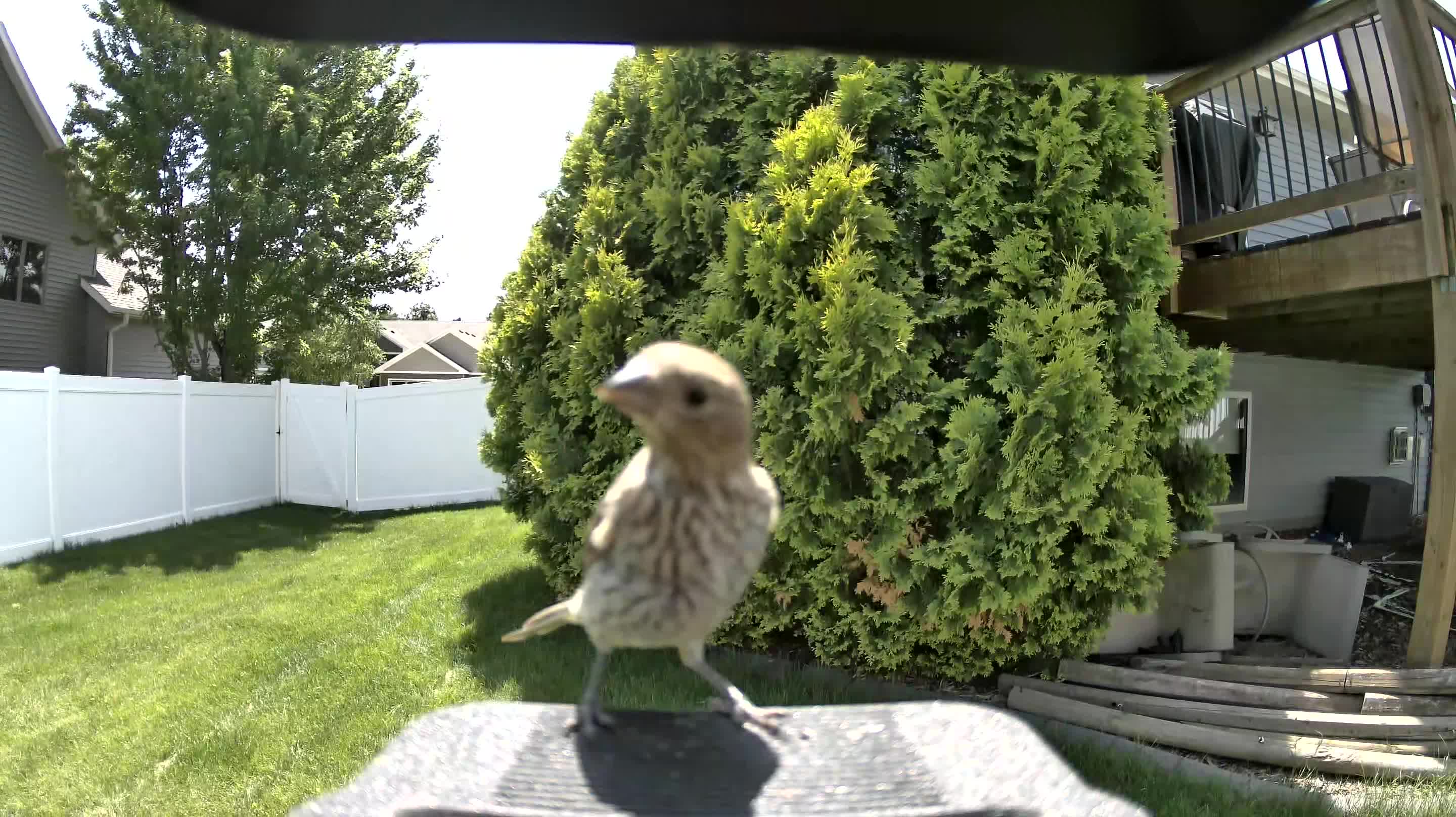 house finch
