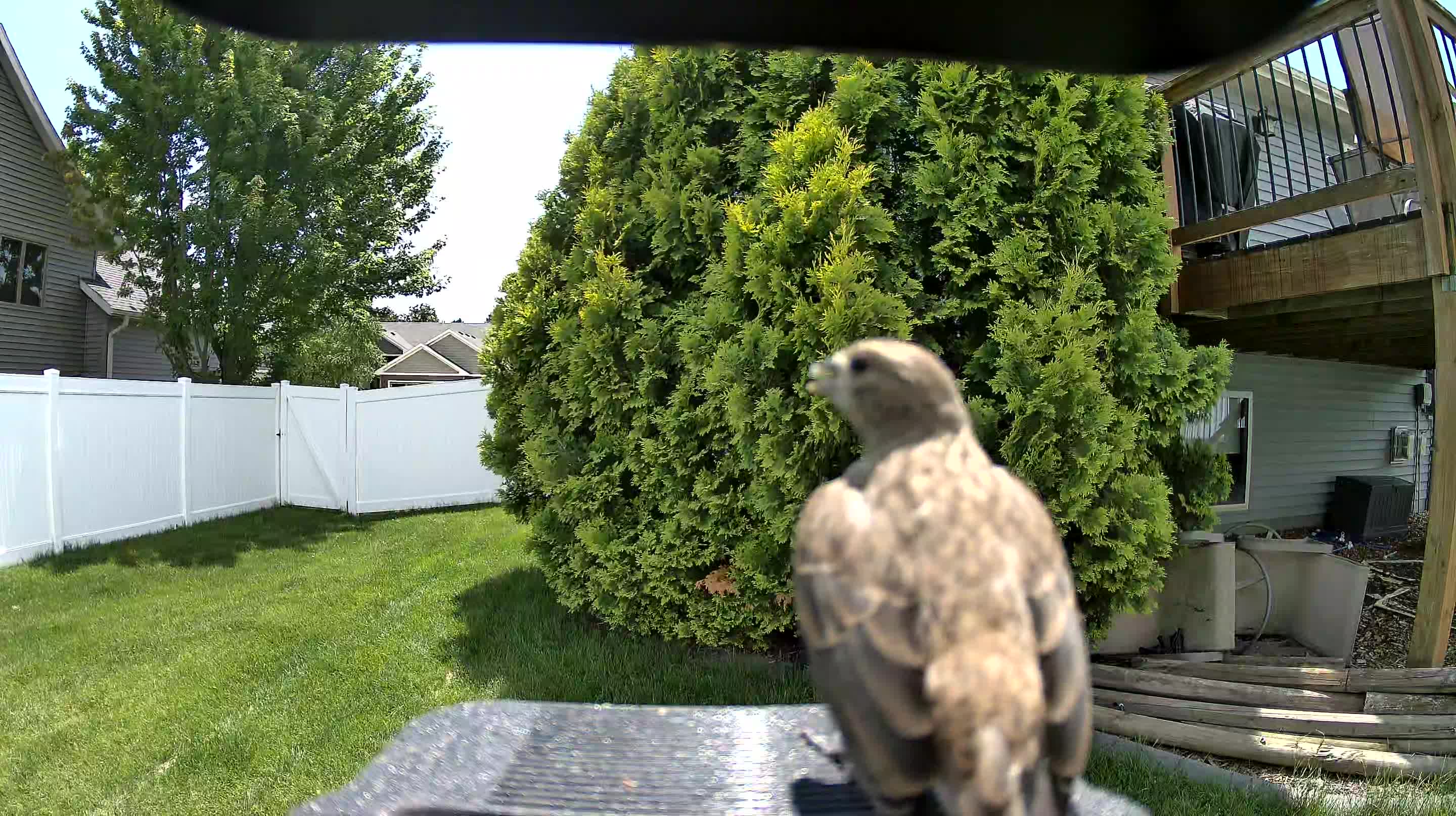 unknown bird