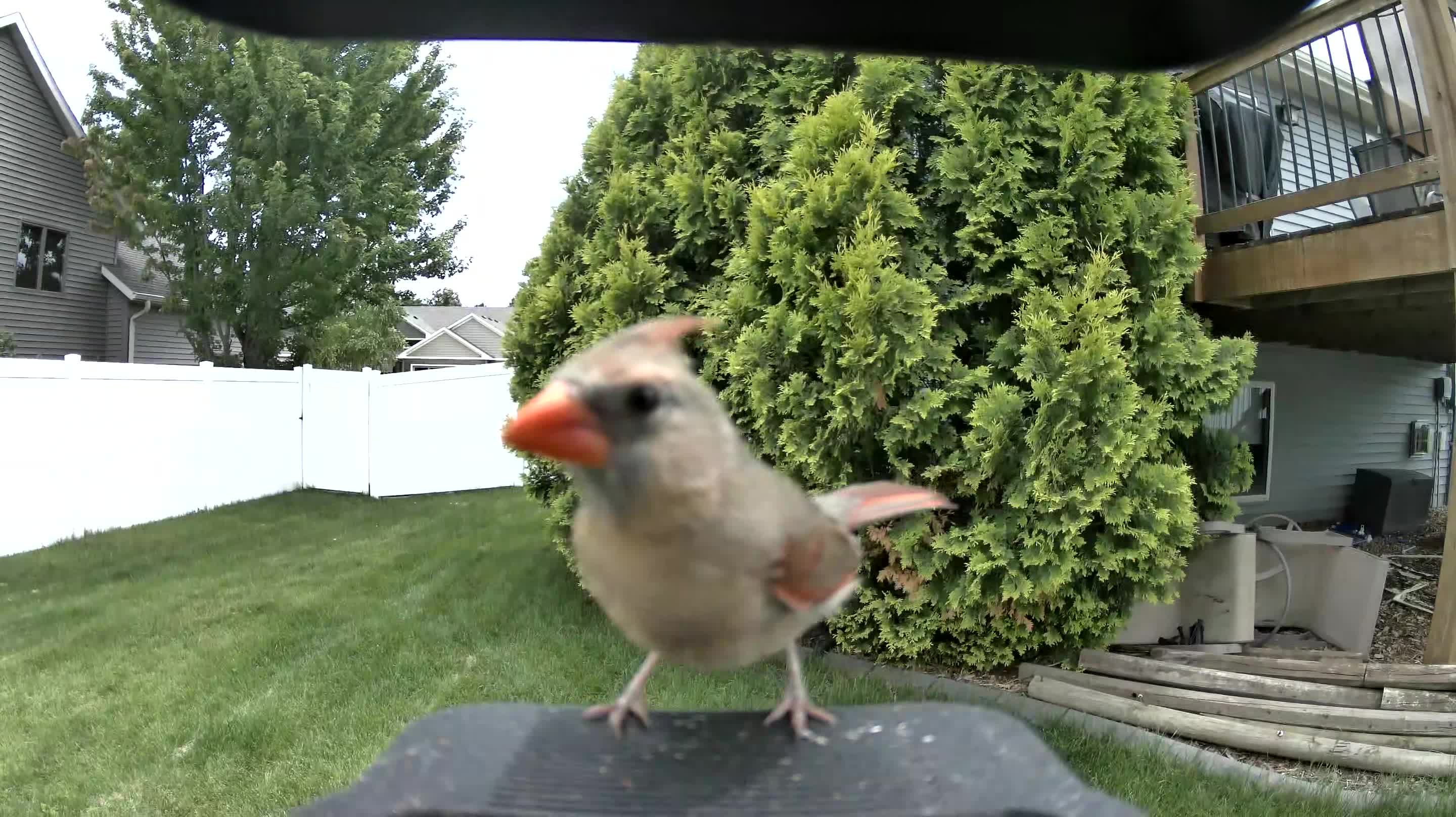 northern cardinal