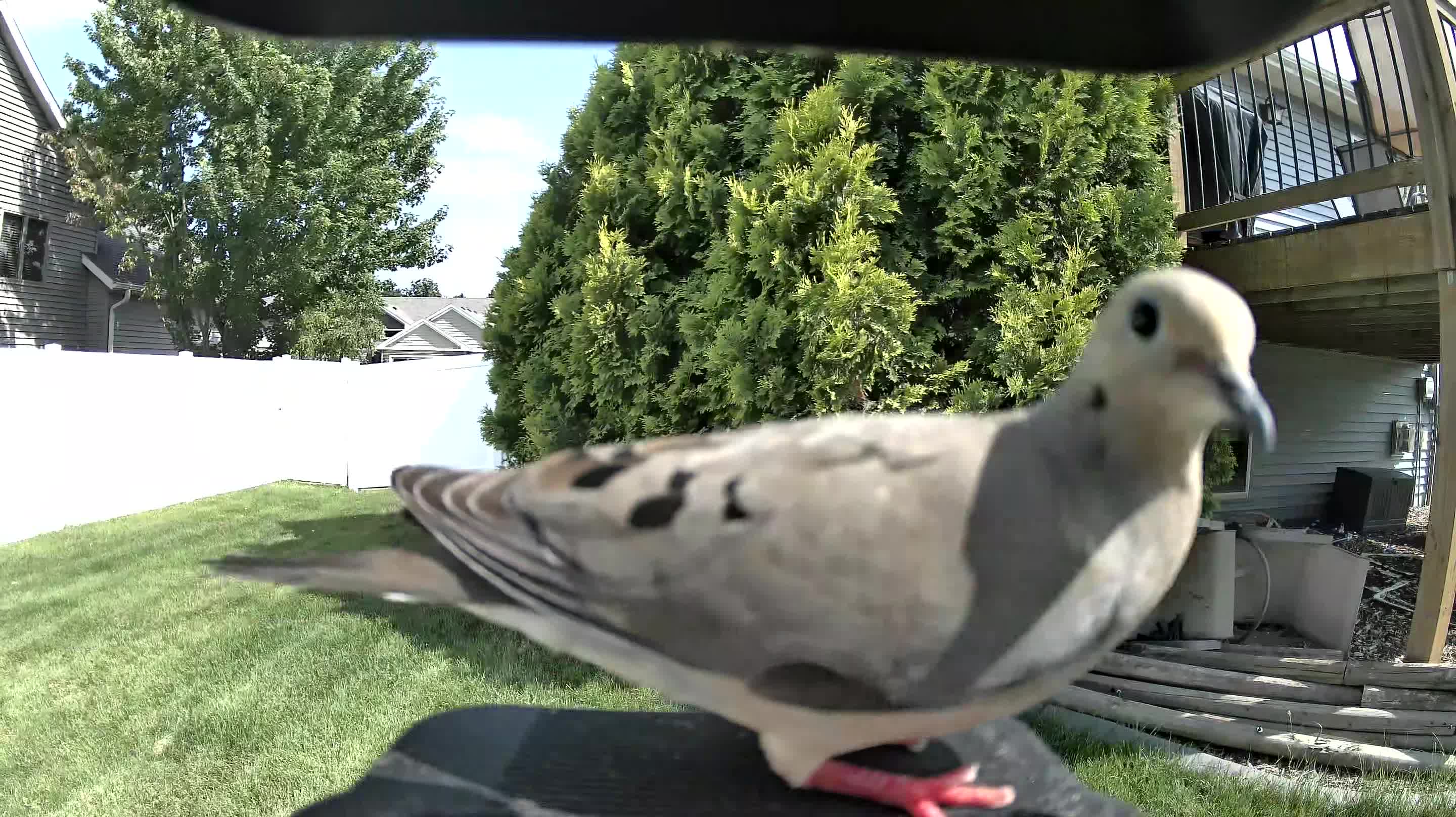 mourning dove