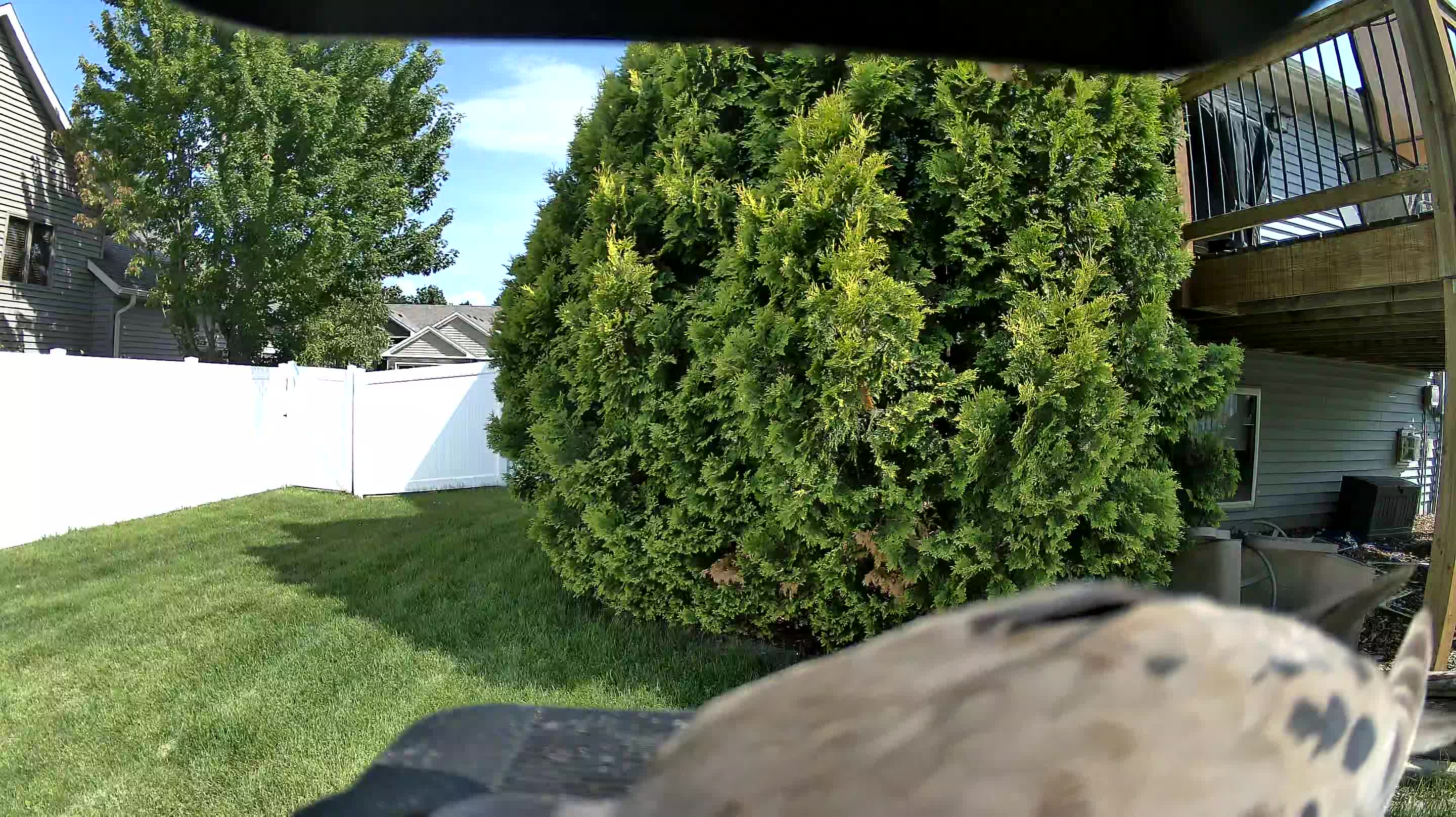 no bird present