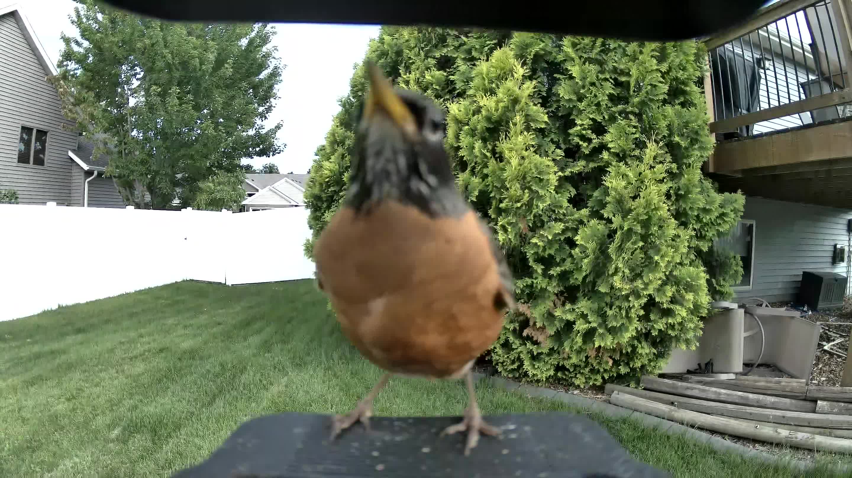 american robin