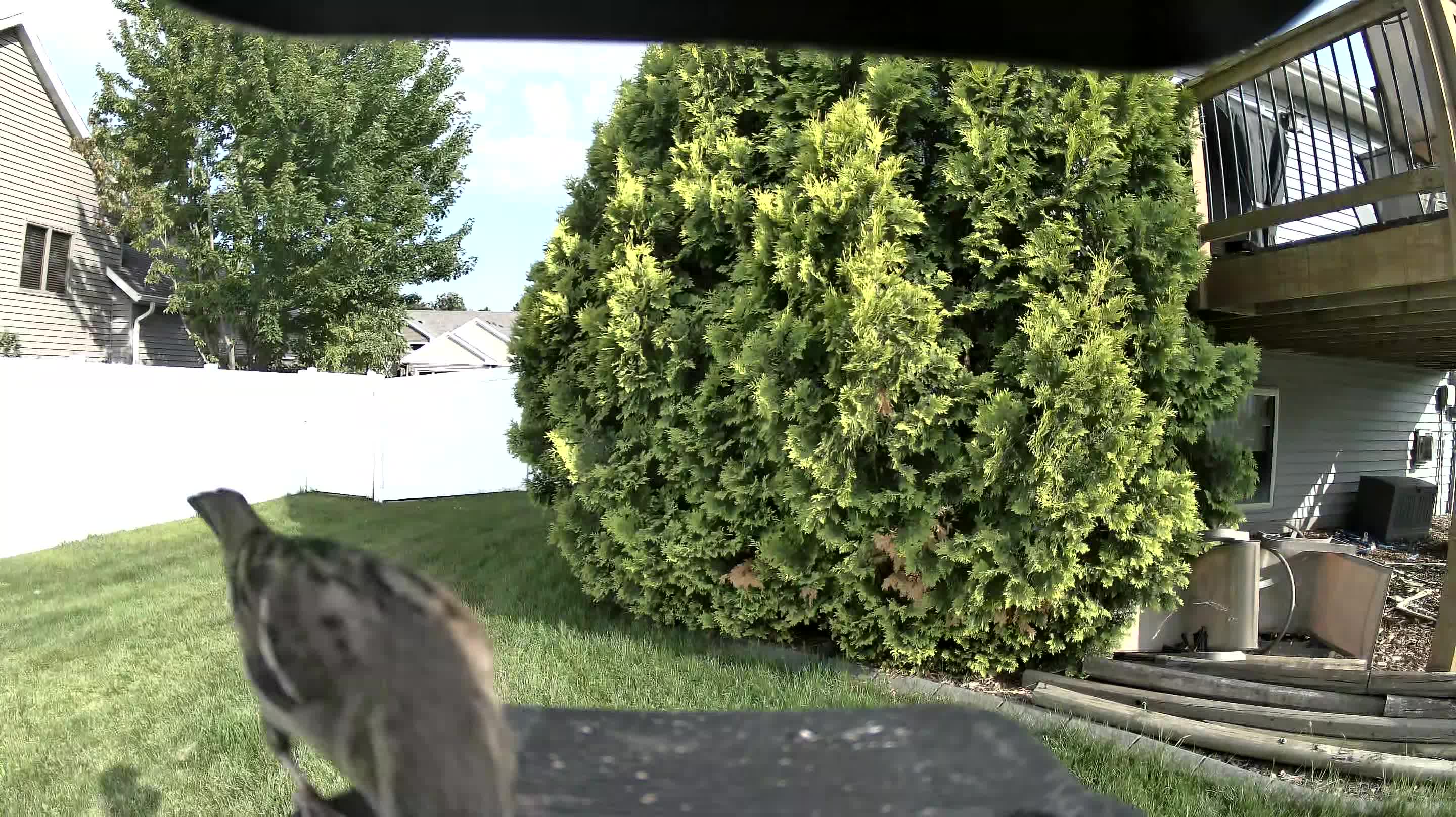 mourning dove