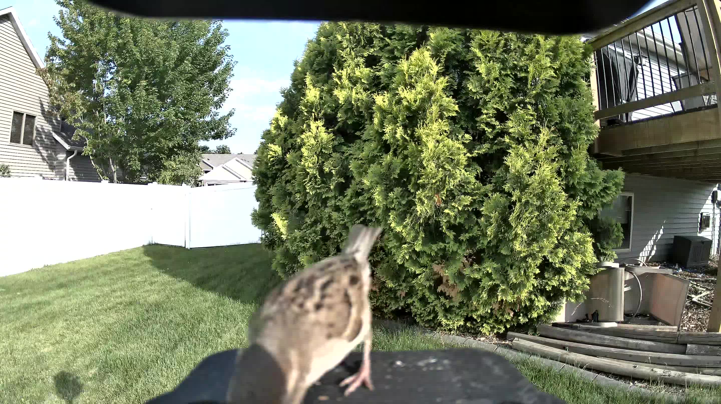 house sparrow