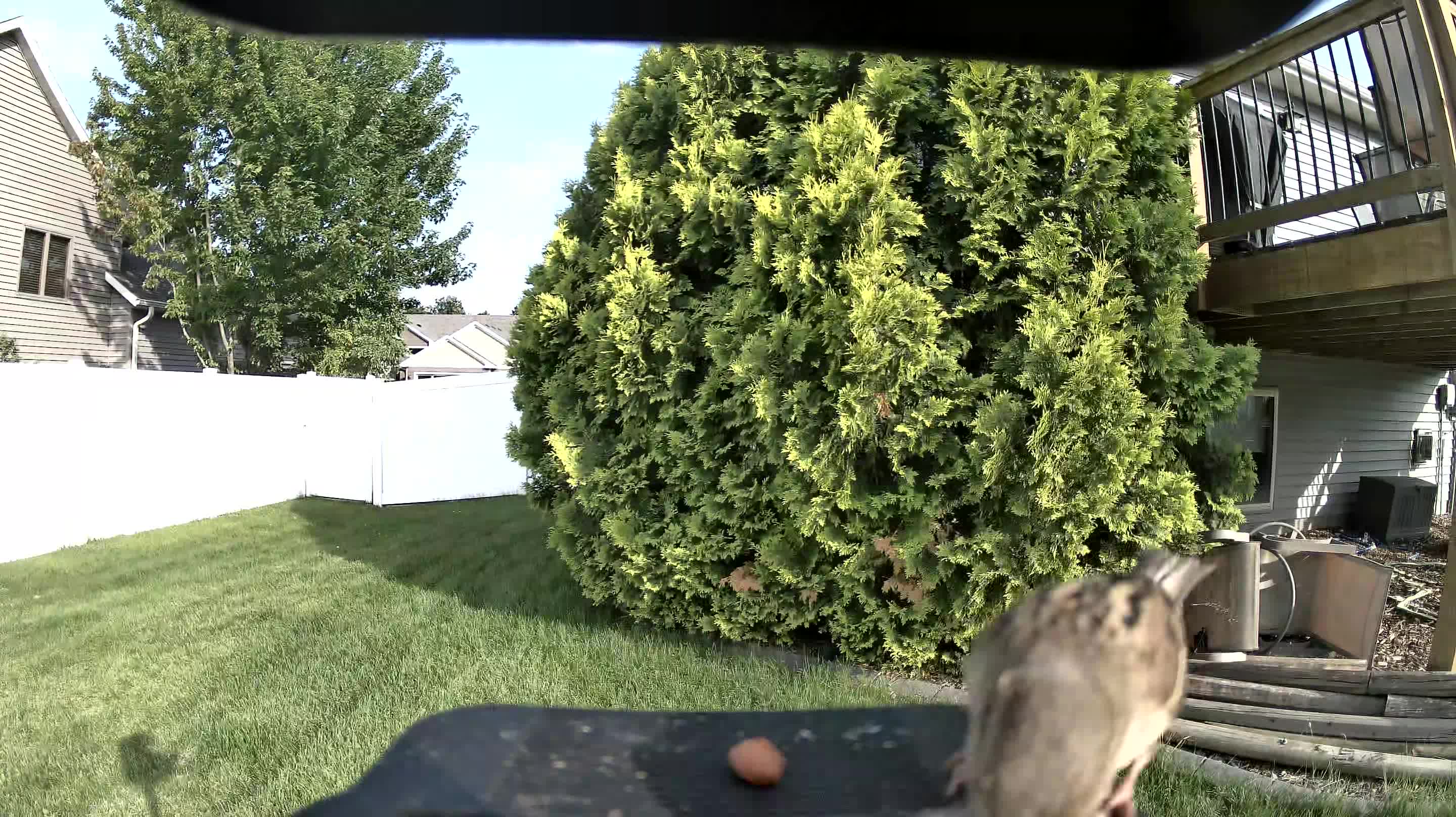 house sparrow